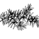 juniper